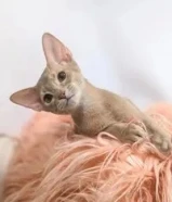 Purebred Abyssinian Male