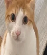 قط بلدي للتبني