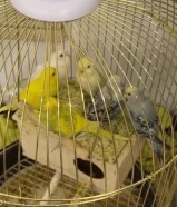 للبيع طيور حب بدون قفص