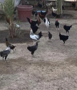 دجاج عربي للبيع اعمار 6 شهور