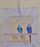 جليب الشيوخ