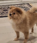 كلاب بوميرينيان