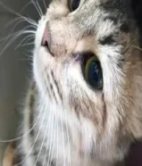 Persian cat for adoption