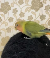 لوفبيرد ربوه ياكل بروحه