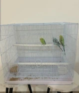 طيور زينه جميله