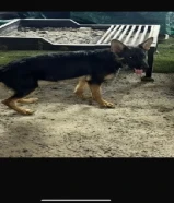German Shepherd