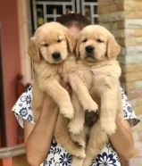 Golden Retriever Puppies