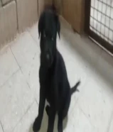 للبيع جرو نثيه بلاك جاك العمر شهر505