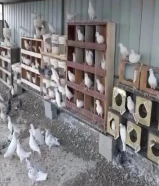 شبرة فك وتركيب مع 80 حمام الشبكة موجودة في كبد التواصل على الرقم في الوصف