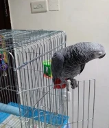 كاسكو الكثير من الحديث عمر ثلاث سنوات