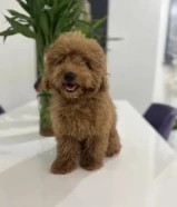 للبيع بودل نثيه عمرها 3 شهور ونص متعلمه توصخ على الباد ومطعمه ومعاها دفتر التطعيمات السعر 300