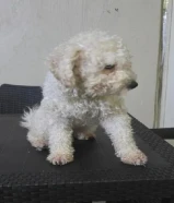 بودل ذكر توي وبودل انثى توي للبيع