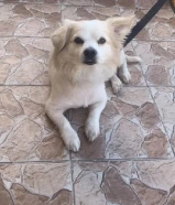 للبيع كلب ذكر