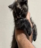 للبيع كتن برتش