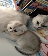 كتنز سكوتش فولد و ستريت