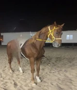 حصان انجليزي للبيع