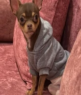 تشيواوه تي كاب