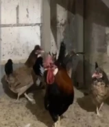 دجاج عربي قديم