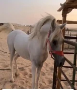 مفقود خيل ل