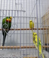 Male and female Superb/barraband parrot n budgies (pair) for sale