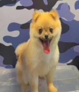 للبيع بومريانين ذكر