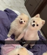 بومرينيان بيور مع وجود دفتر تطعيمات