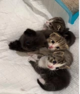 Kittens, Scottish Fold and British cats for sale