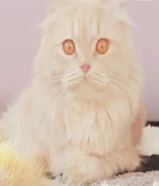 قط ذكر للتبنى... بغرض السفر