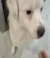 كلب للبيع لدواعي السفر