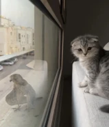 للبيع سكوتش فولد وبرتش العمر 5 شهور