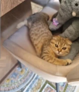 قطه عمرها 5شهورالسعر 150 مع اغراضها