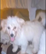 للبيع بودل بيور العمر 6 شهور ذكر