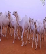 حلاقة وغسيل ابل لي جميع مناتق الكويت