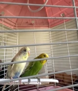 طير حب للبيع