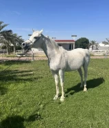 خيل عربيه اصيله فاخره الجاد يتصل