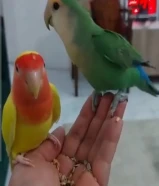 للبيع جوز طيور لوف بيرد بصحة ممتازة، شامل القفص وكيس أكل