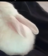 ارنب للتبني