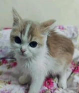 للتبني قط كيتن شيرازي حنون ولعوب واجتماعي صحته جيدة ونظيف ولكن يحتاج الى التطعيم العاجل