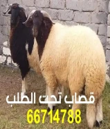 قصاب تحت الطلب الكويت