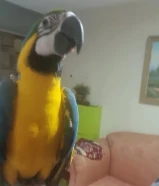 ببغاء الماكاو