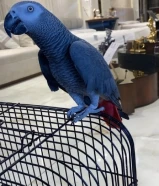 طير كاسكو للبيع