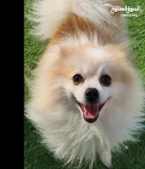 pomeranian