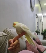 كروان ربما يحب يلعب وسعره حلو ومناسب ومتدرب شوي شوي يجي لعندك