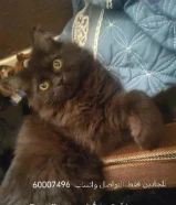 قطط للبيع Cats for sale شيرازي سيامي قطط للبيع Cats for sale شيرازي سيامي بومباي قطط للبيع Cats for