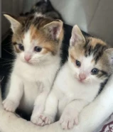 للبيع قطتين