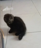 للبيع كيتنز سكوتش فولد العمر شهرين متعودين على لليتربوكس وياكلون اكل بيت ودري فوت للبيع سعر 50 دينار