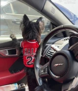 يوركشاير بيور للبيع مع كامل اغراضة