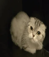 سكوتش فولد نثية بيور / Scotch fold female