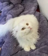 قط شيرازي ولد للتبني مطعم كل التطعيمات ومعاه كل اغراضه99867237