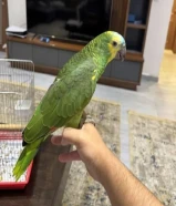 بيعة سريعه أمازون بلوفرنتد